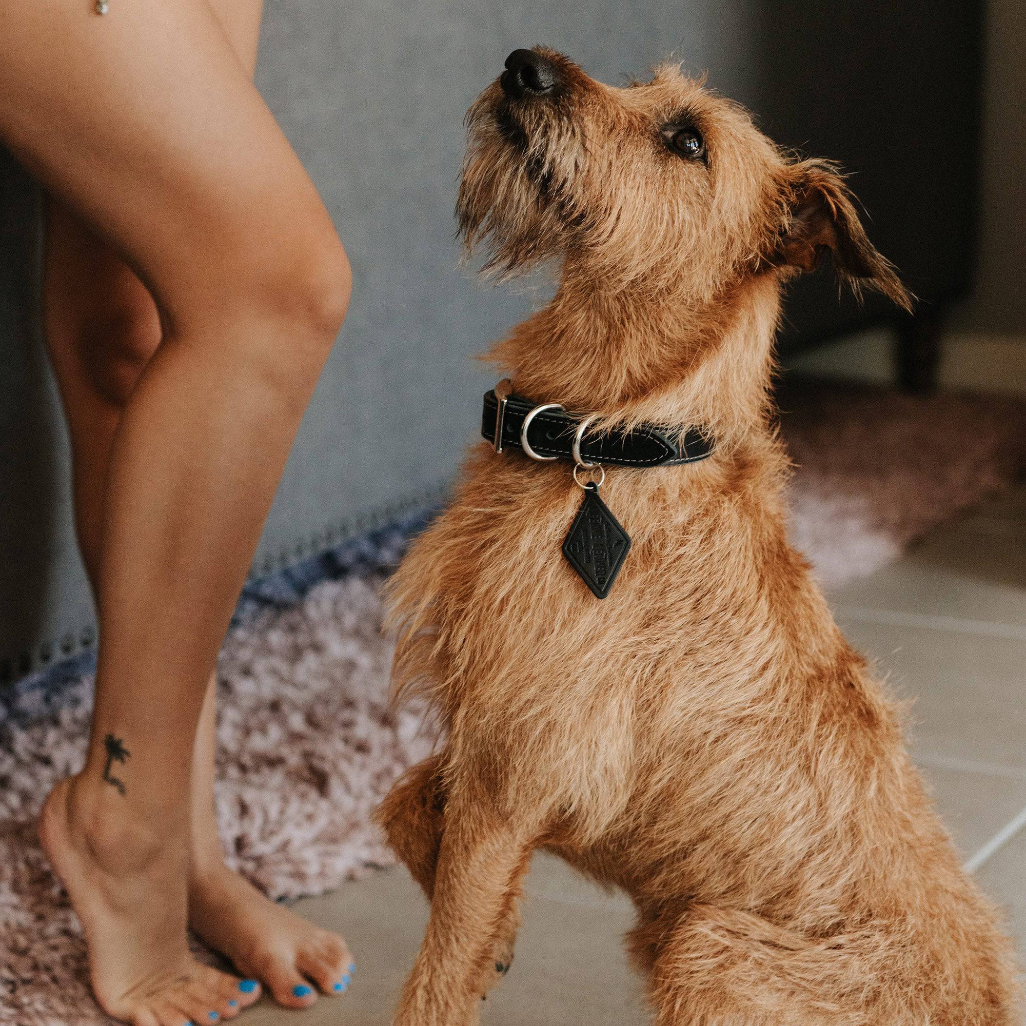 The Signature Collar