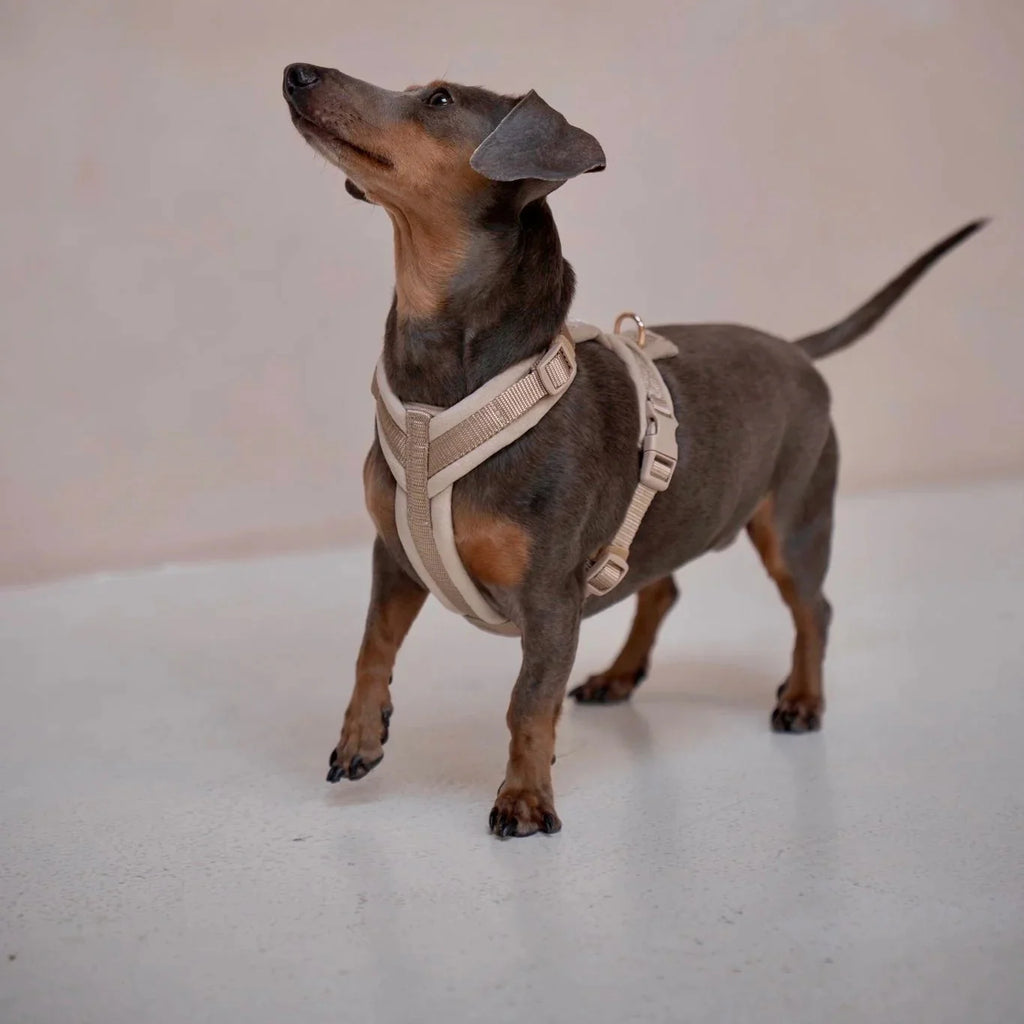 The Everyday Harness