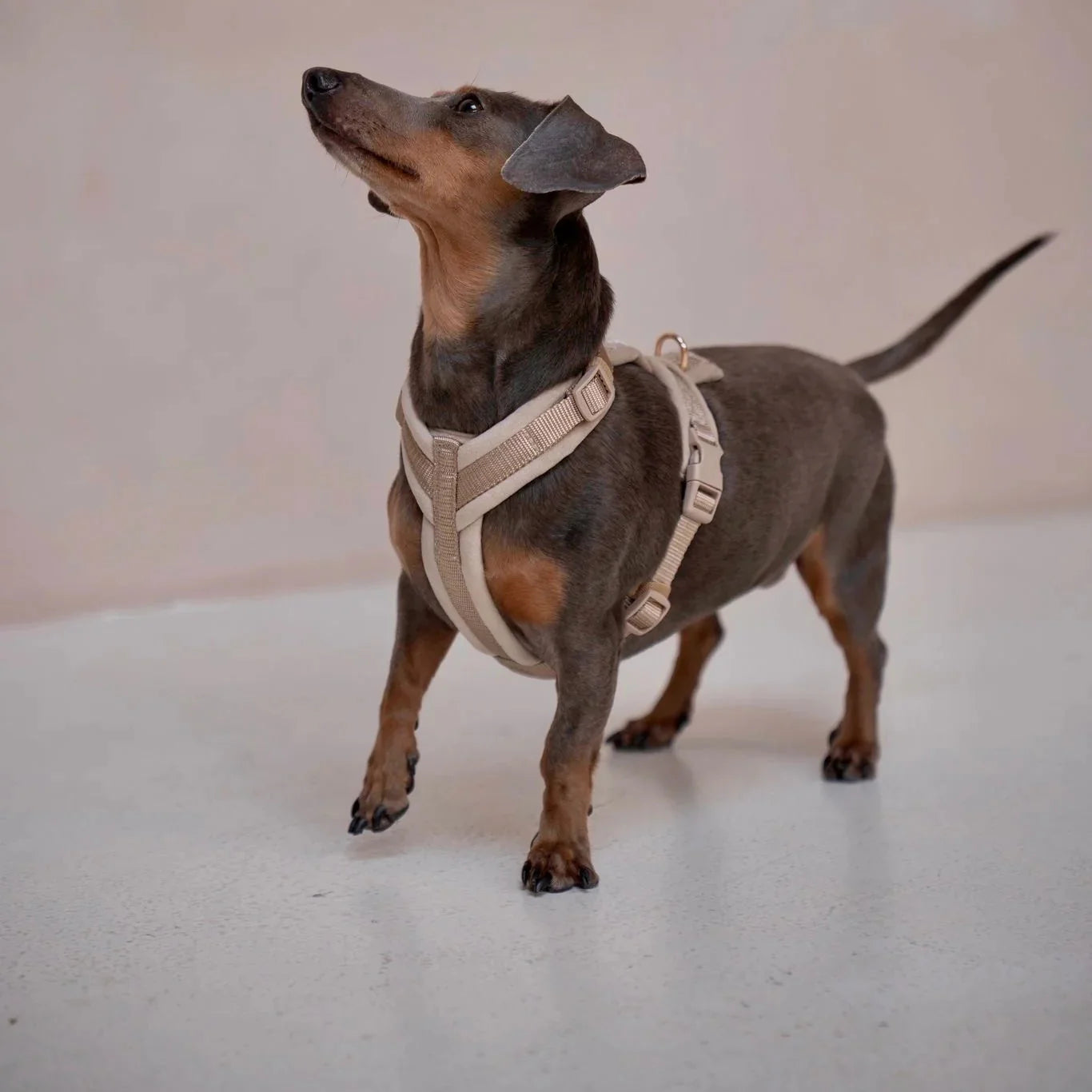 The Everyday Harness
