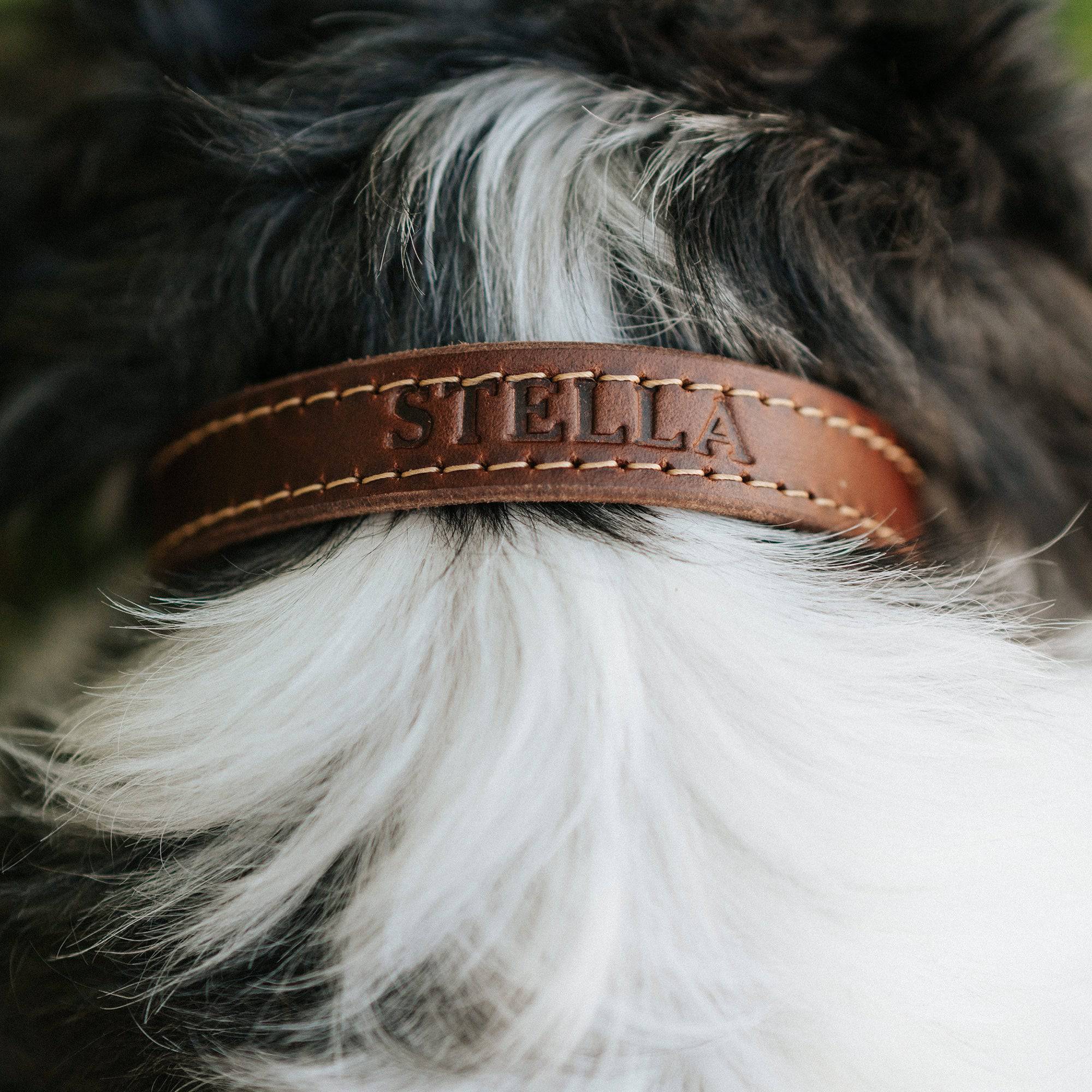 The Signature Collar