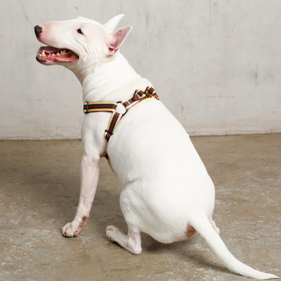 The Classic Harness