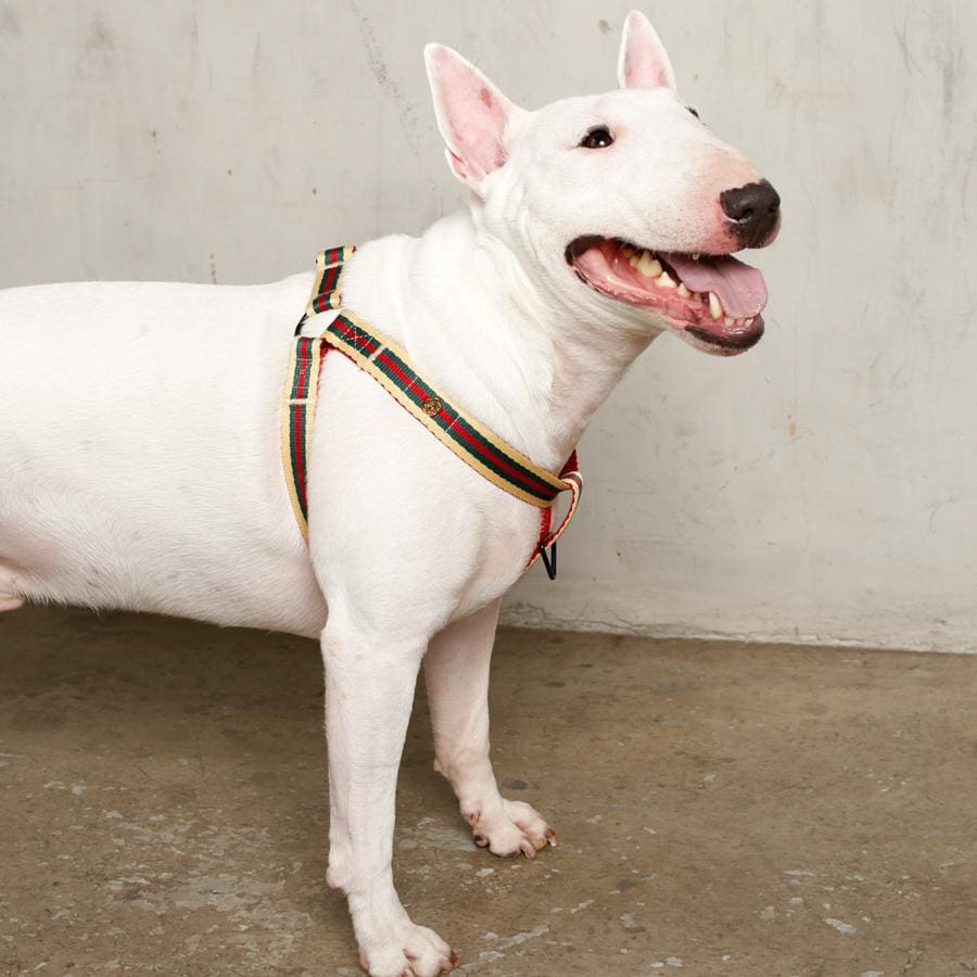 The Classic Harness