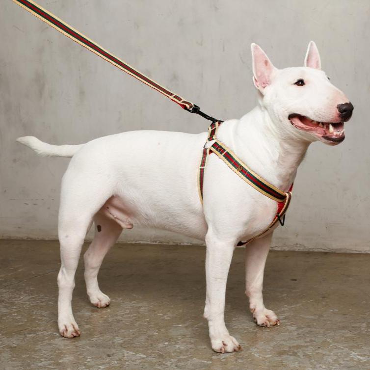 The Classic Harness