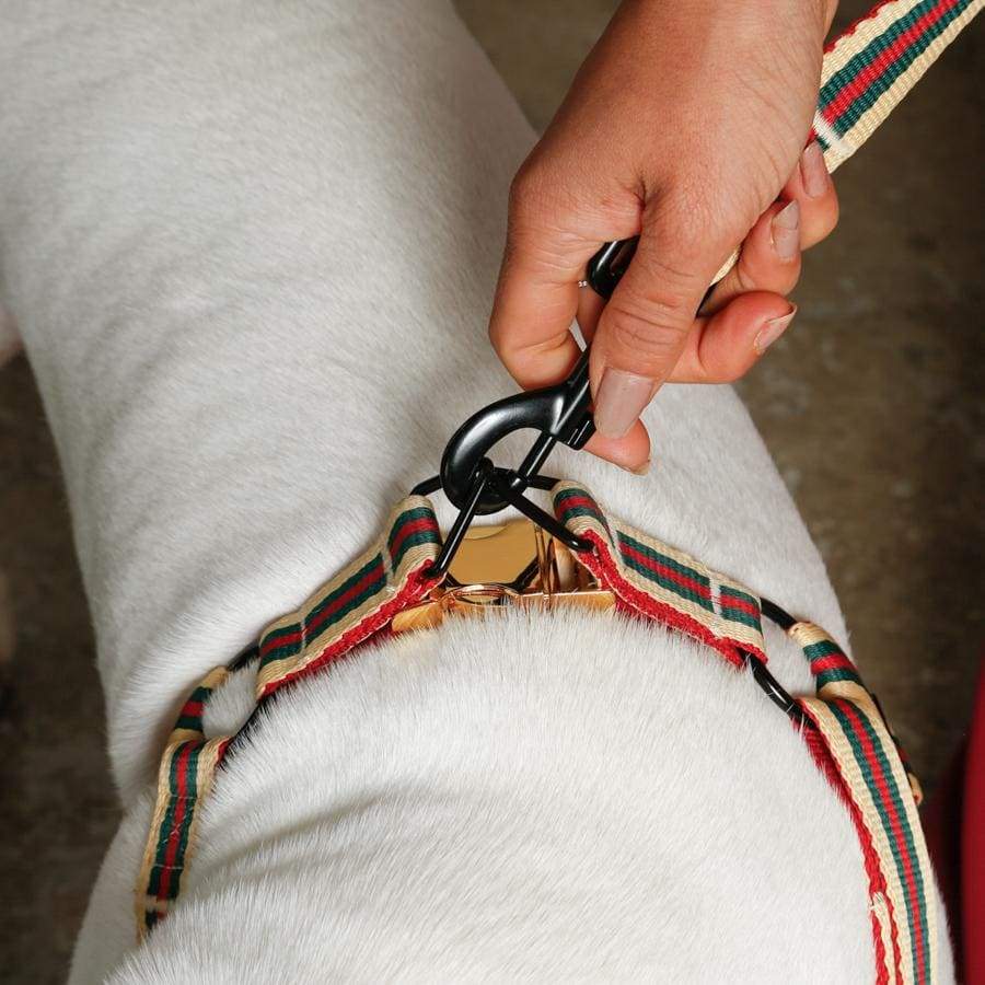The Classic Harness