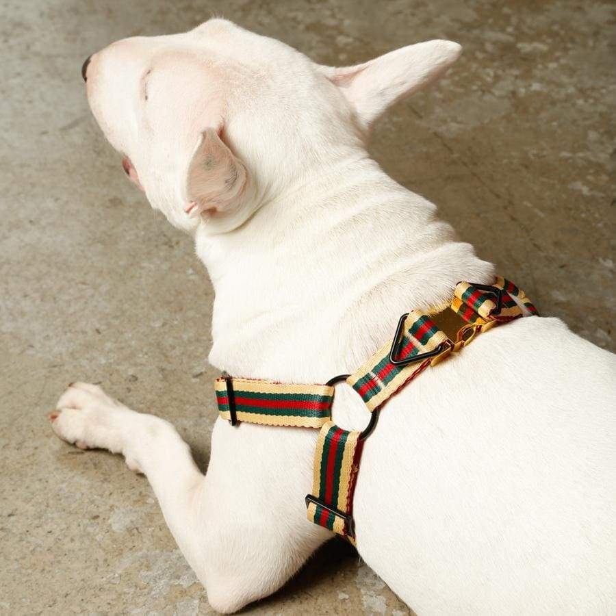 The Classic Harness