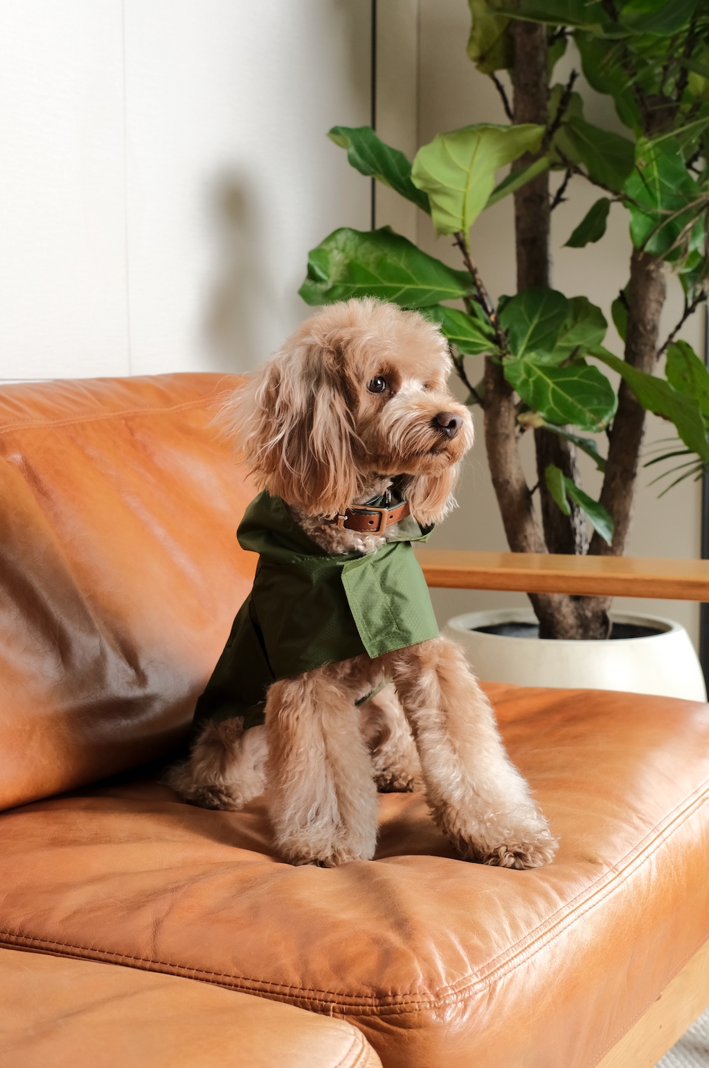 Le Capsule Raincoat in Green