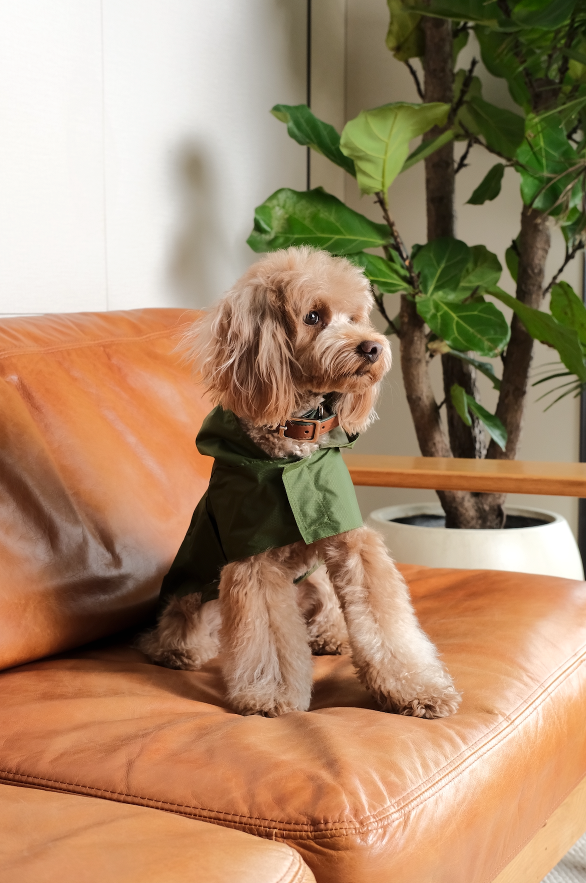 Le Capsule Raincoat in Green