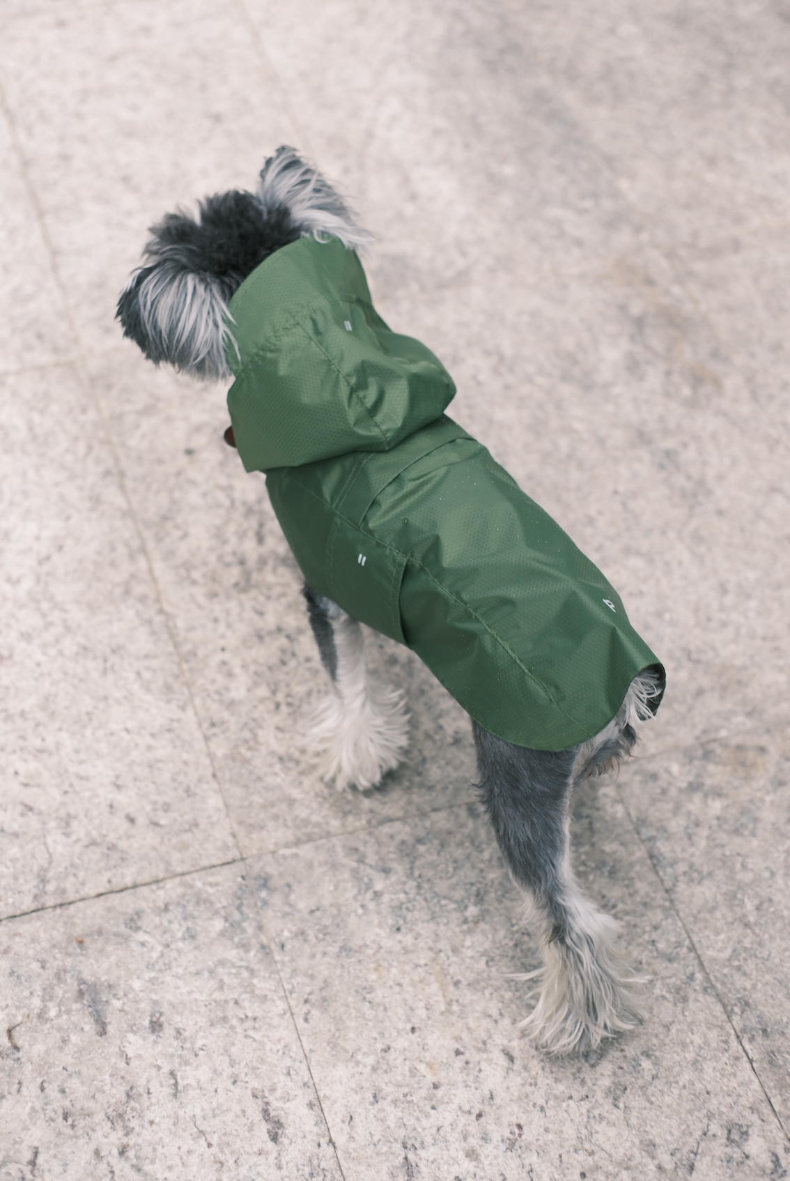 Le Capsule Raincoat in Green