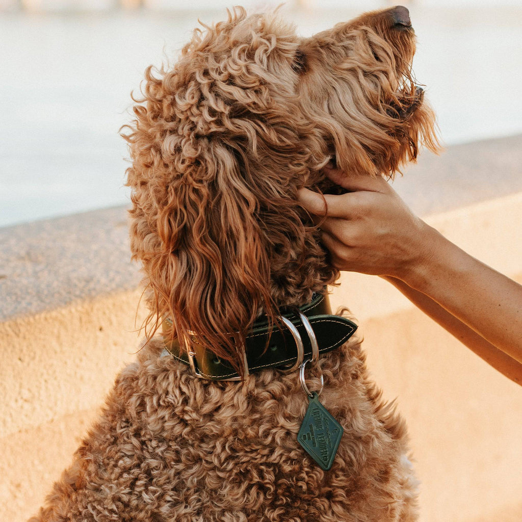 The Signature Collar