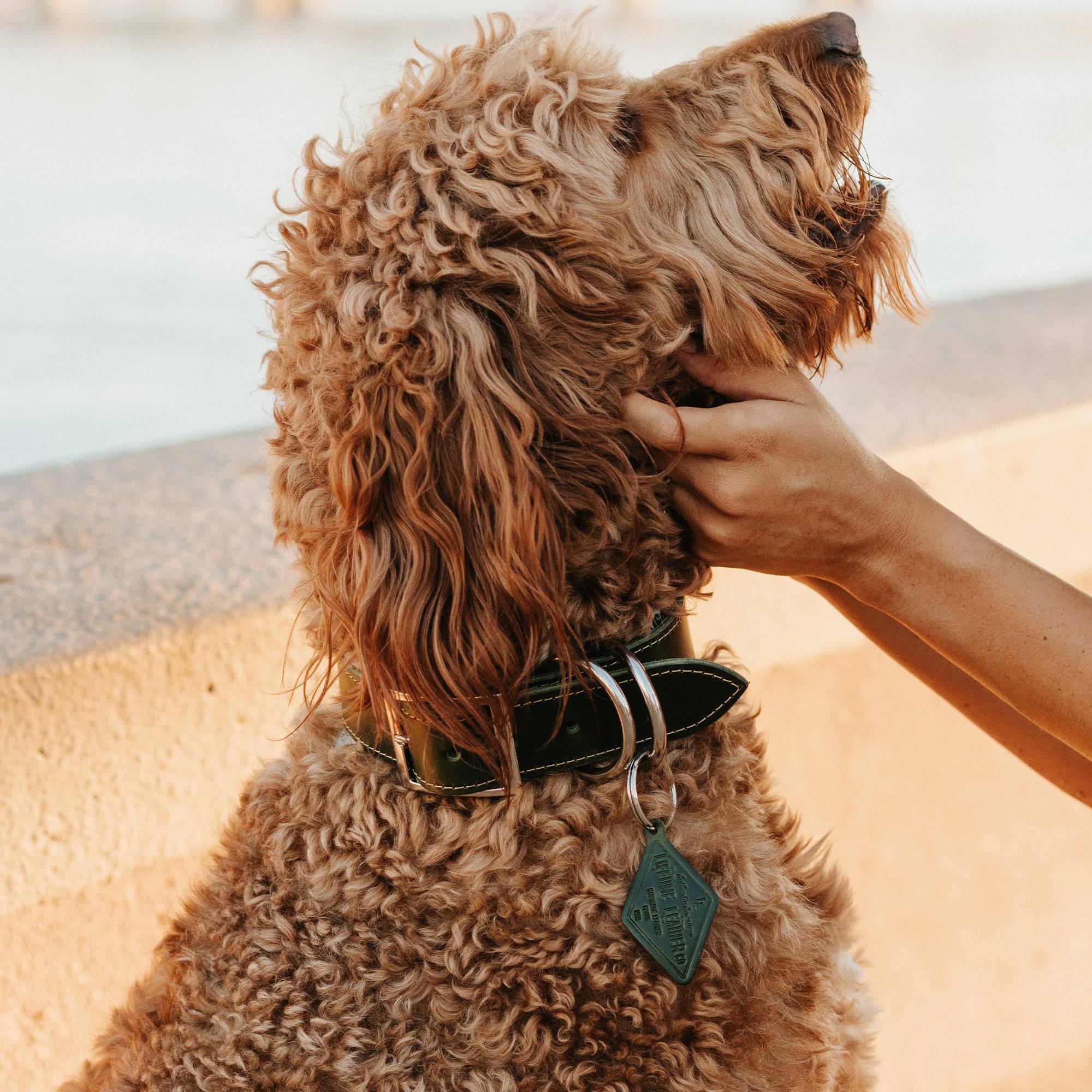 The Signature Collar