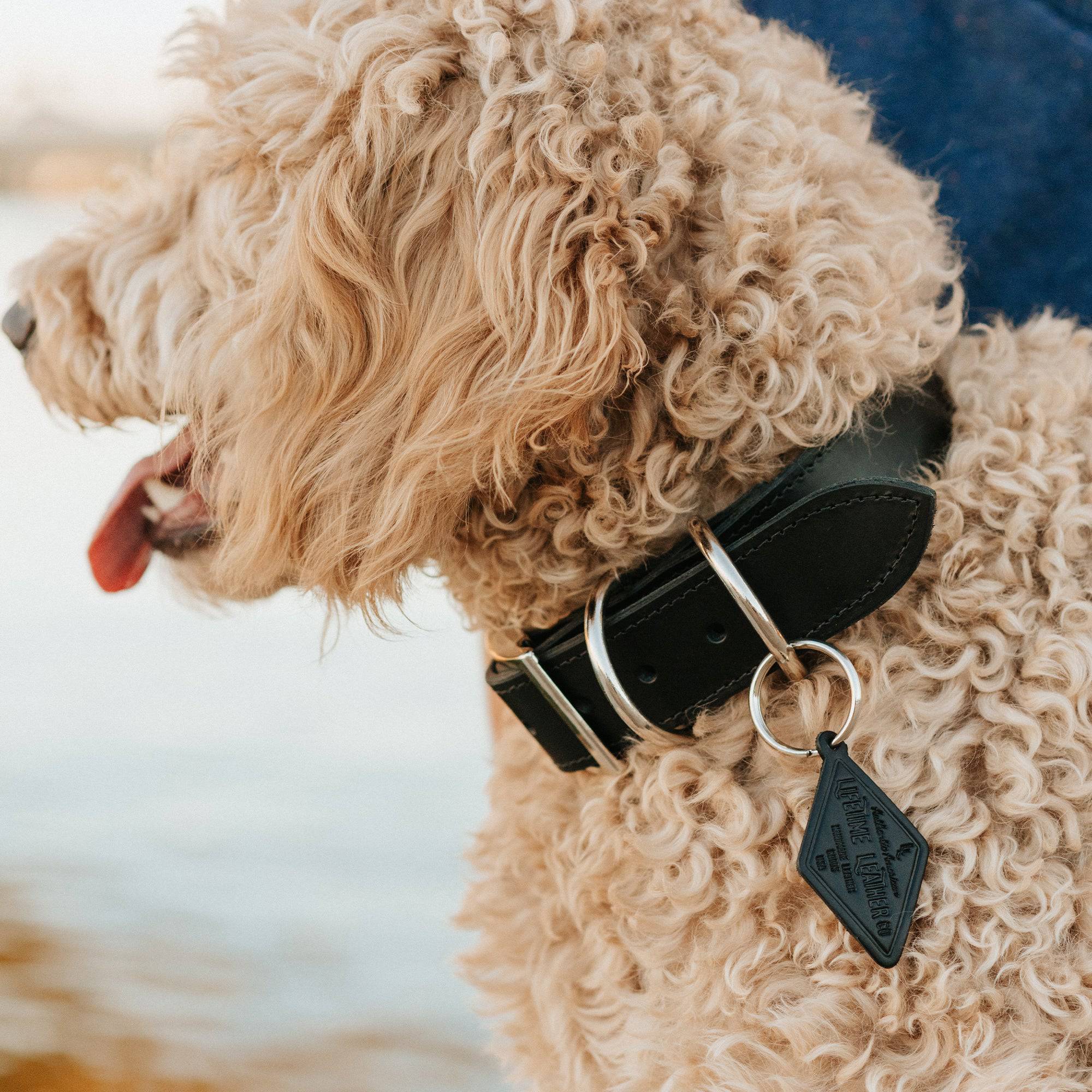 The Signature Collar
