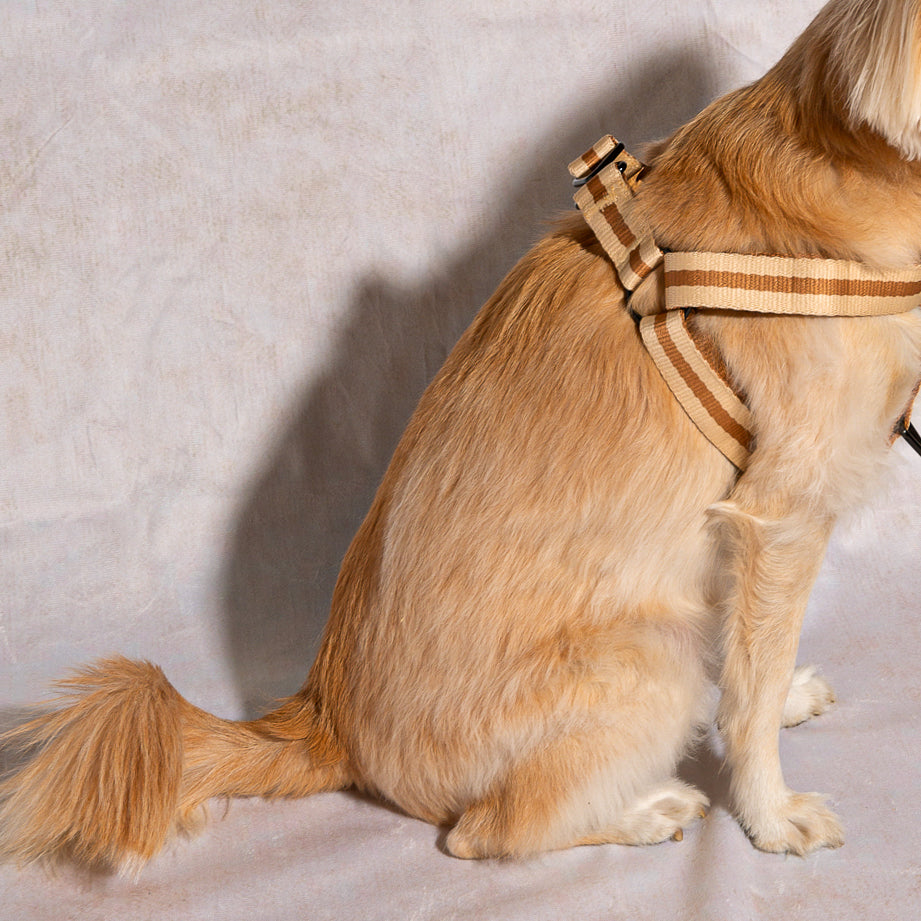 The Classic Harness