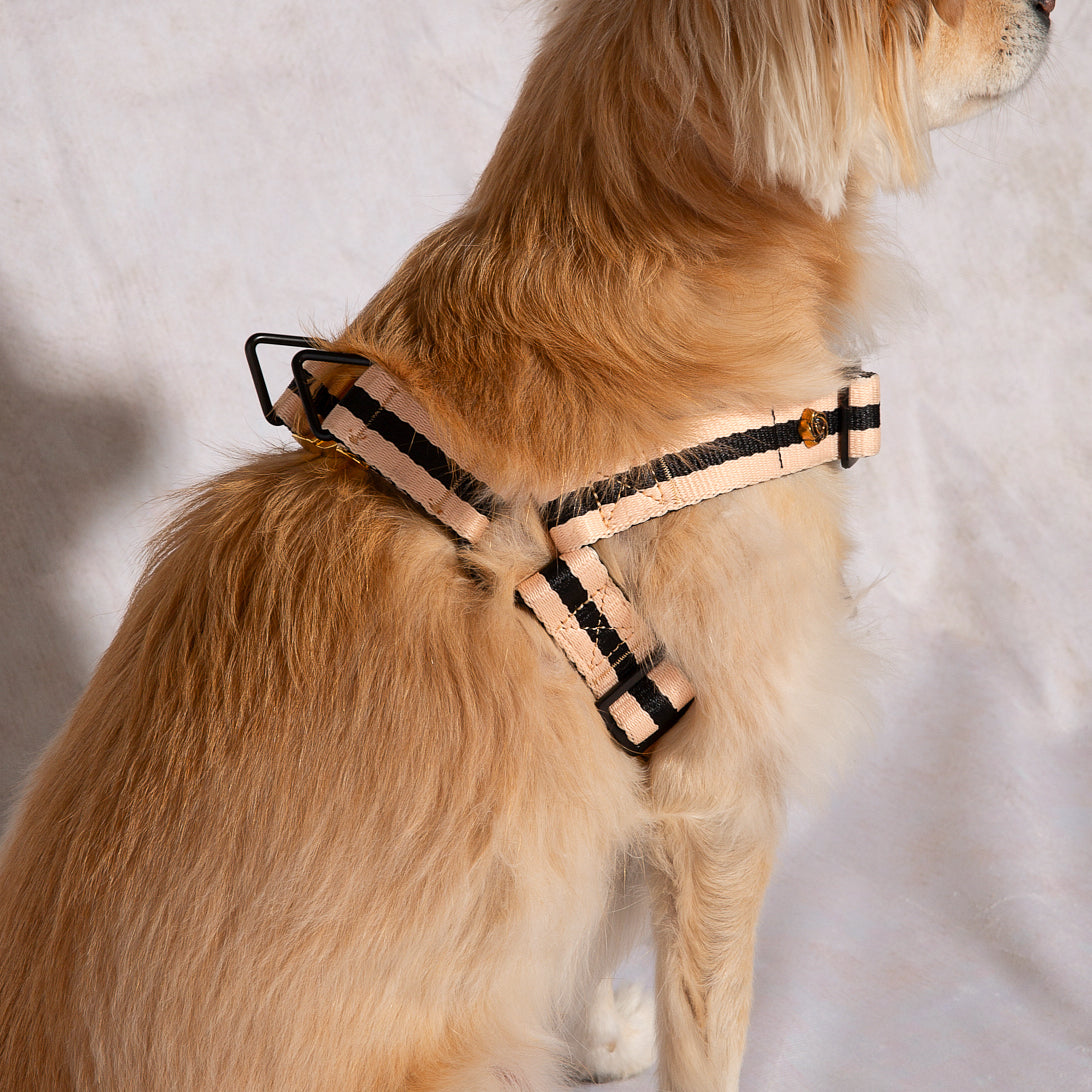 The Classic Harness