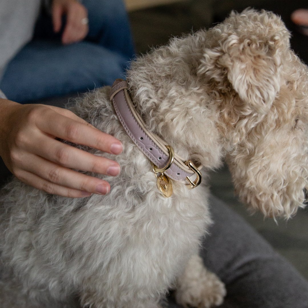 The Modern Collar