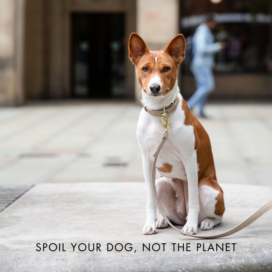The Modern Collar