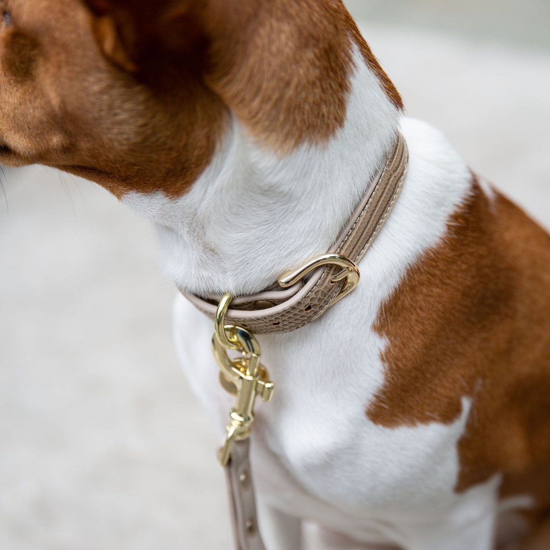 The Modern Collar