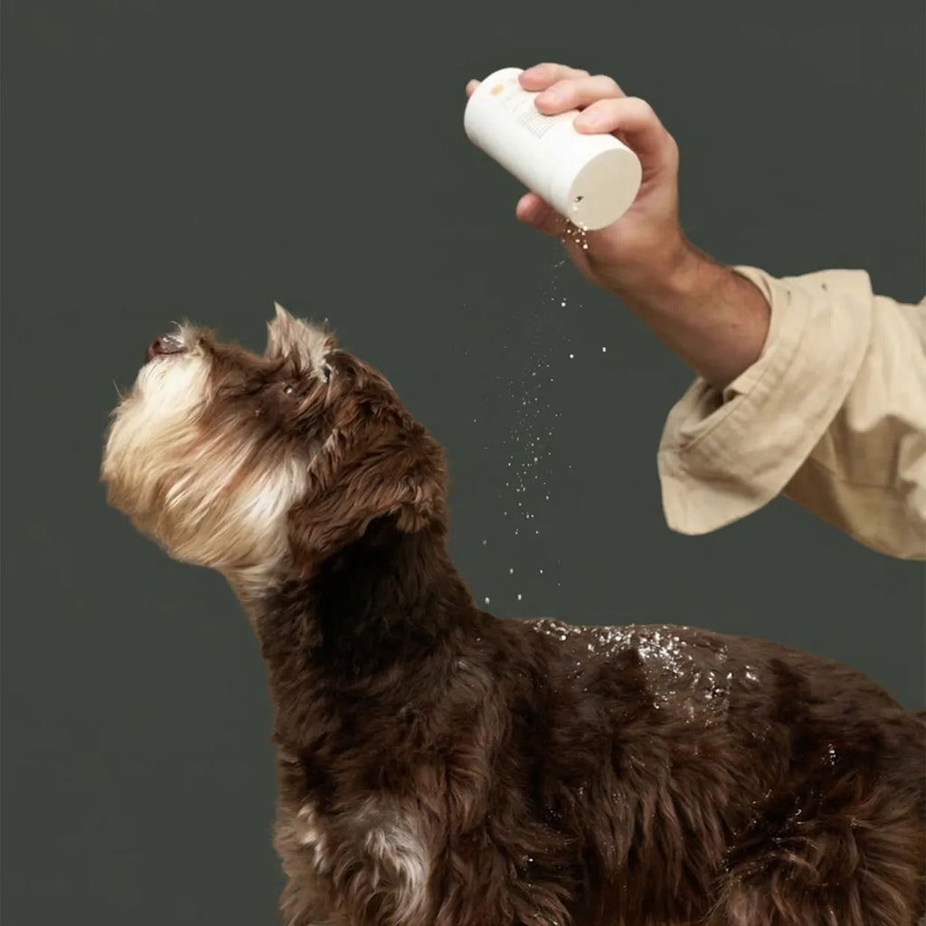 The Fresh Coat