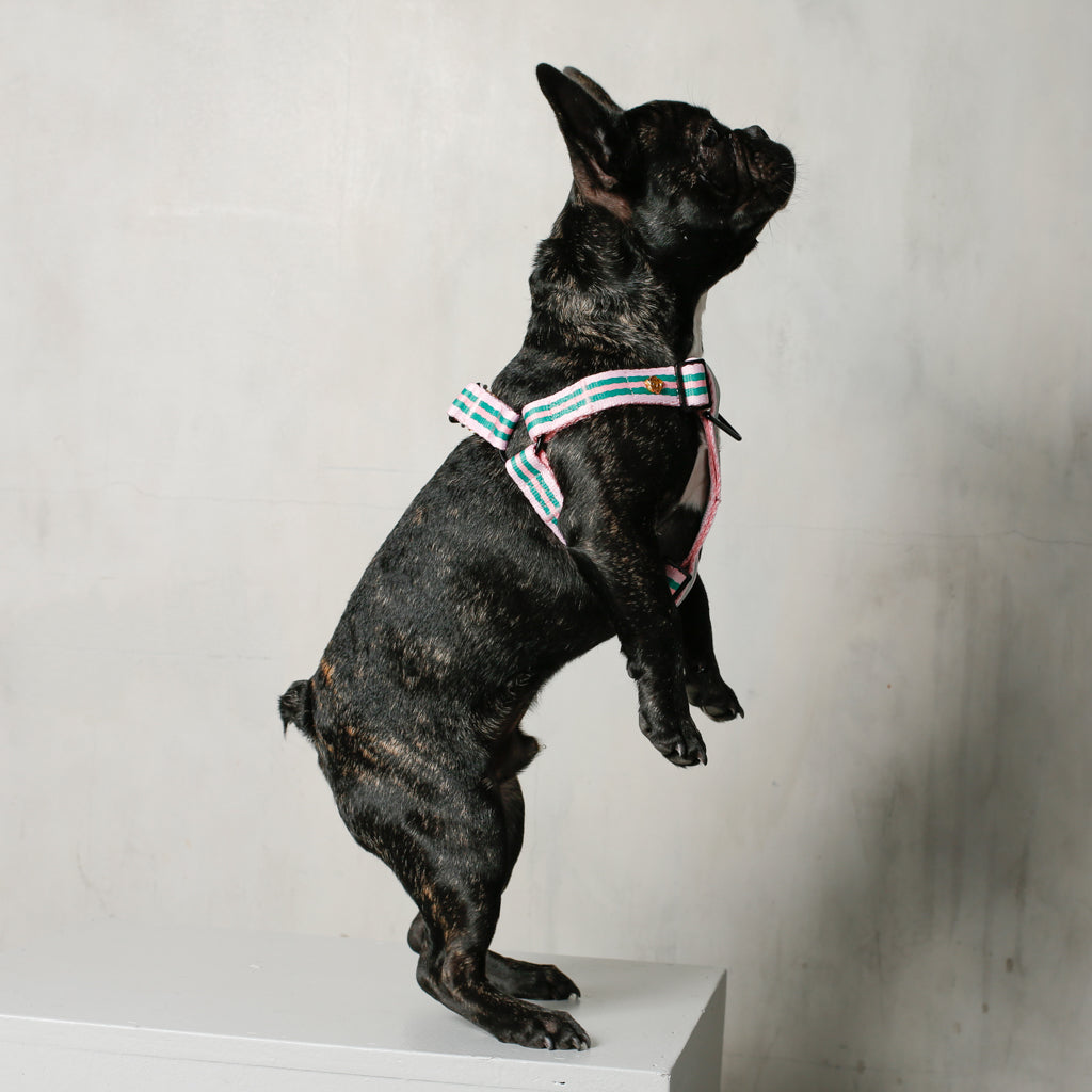 The Classic Harness