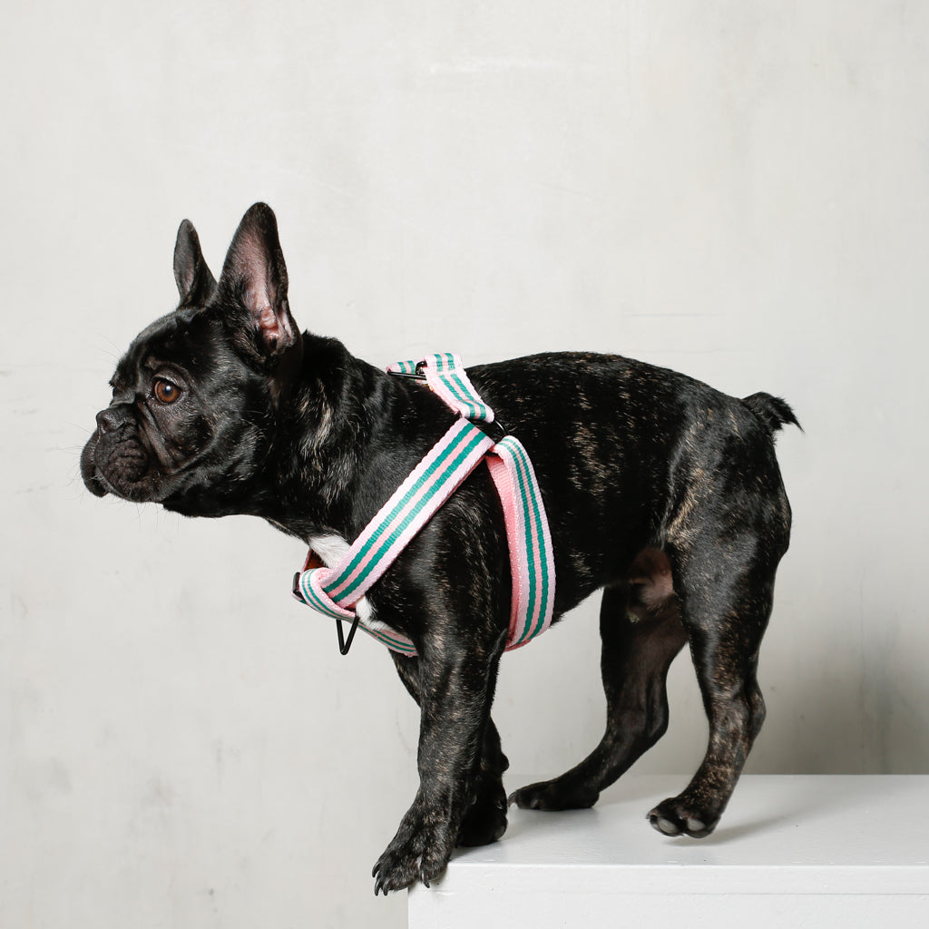 The Classic Harness